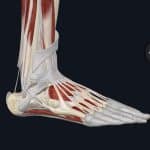 ankle