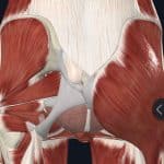 buttock