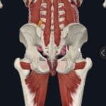 coccyx