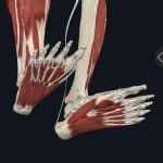 foot