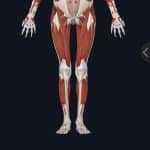 legg
