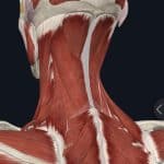 neck