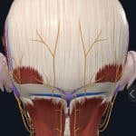 occiput