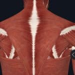 upper back